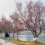 Bản Đồ Số Dalatmap "Rực Đỏ": 10 Ngày Vàng Săn Mai Anh Đào Đẹp Nhất 2026