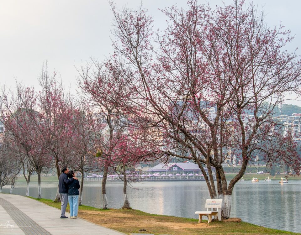 Bản Đồ Số Dalatmap "Rực Đỏ": 10 Ngày Vàng Săn Mai Anh Đào Đẹp Nhất 2026