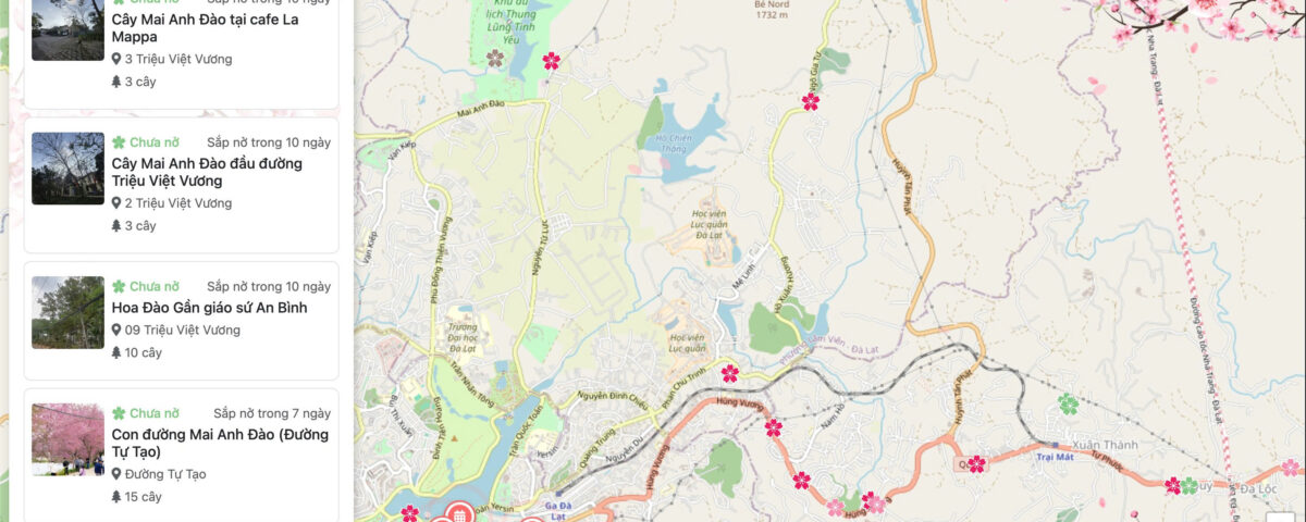 Bản Đồ Mai Anh Đào Đà Lạt 2026 Cập Nhập Theo Thời Gian Thực
